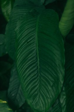 Arkaplan resmi yeşildir, sonbahar yapraklarının renkleri mükemmeldir, mevsimsel kullanım için uygundur. Yüksek kalite fotoğraf