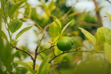 Yeşil turunçgil limonlu meyve ve yeşil yapraklı pankart. Limonlar tarlada limon ağacında ya da limon yetiştirme dekoratif narenciye limon ev bitkisi. 