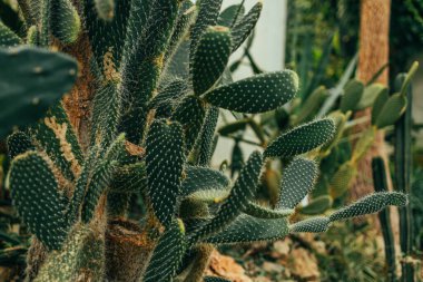 Pankart, kaktüs çiftliğinde sergilenen çeşitli kaktüsler. Tarafsız renklerde, sulu saksı bitkileriyle çevre dostu bir arka plan. Yüksek kaliteli fotoğraf.