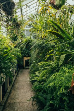 Tropikal ağaçları olan bir sera. Bütün ağaçlar tabeladaki isimleri söyler. Yüksek kalite fotoğraf