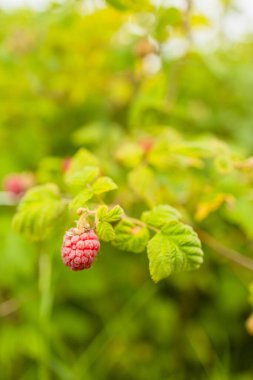 Güzel olgun ahududu böğürtlenleri hasat etmeye hazır, pankart. Yaz bahçesinde kırmızı ahududu ve yeşil yapraklar 