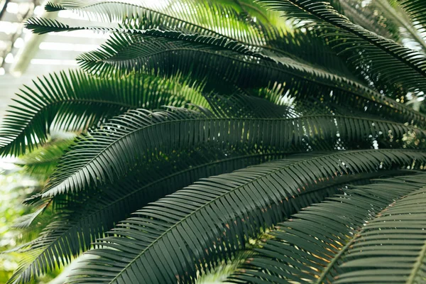 Palmblatt Auf Einer Grünen Oberfläche Mit Schatten Abstrakte Grüne Blattstruktur — Stockfoto