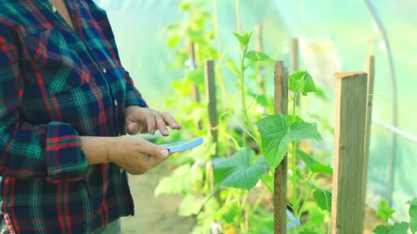 Mujer Agricultora Recogiendo Datos Con Dispositivo Moderno Plantación Verde Sonriendo — Vídeos de Stock