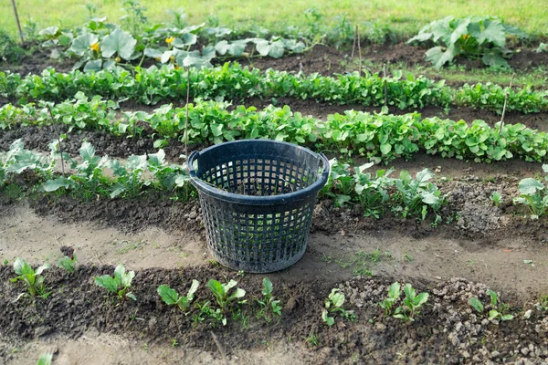 카렐리아에서 딸기를 재배하는 사용되는 하우스 현장에서 식물을위한 농장입니다 품질의 — 스톡 사진