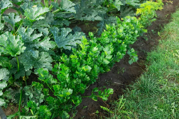 Zbliżenie Plantacji Selera Warzywa Liściaste Ogrodzie Warzywnym Widok Góry Ostrość — Zdjęcie stockowe