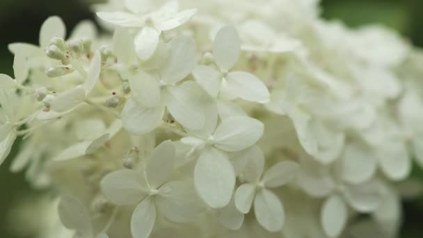 Boeket Witte Hortensia Bloesem Ochtend Tuin Groene Achtergrond Hoge Kwaliteit — Stockvideo