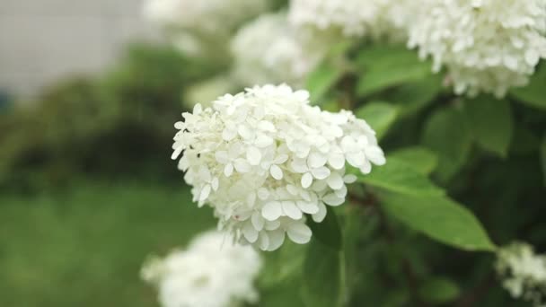 Sabah Bahçesinde Çiçek Açan Bir Buket Beyaz Ortanca Çiçeği Yeşil — Stok video
