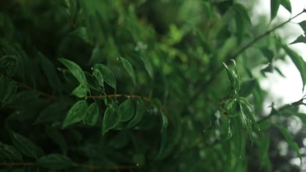 Regenbui Het Dichte Bos Close Van Regenval Jungle Waterdruppels Gefixeerd — Stockvideo