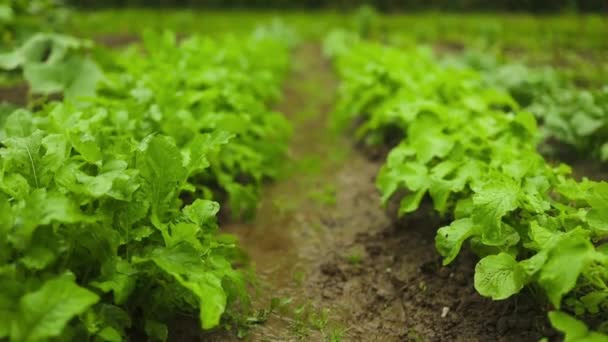 Radish Plant Growing Soil Garden High Quality Fullhd Footage — Stock Video
