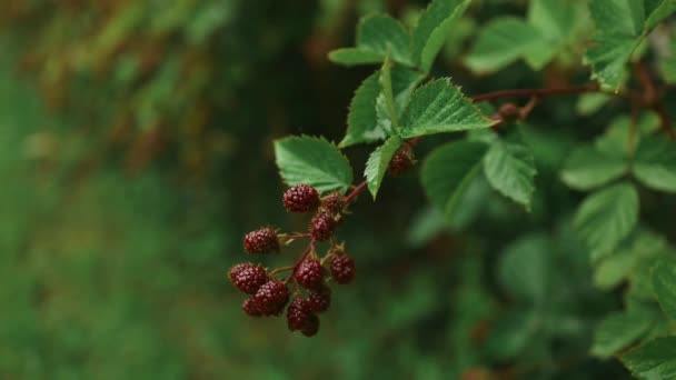 在花园的绿地上有黑莓枝 在树枝上有黑莓枝 黑莓布什 采摘浆果成熟的黑莓 绿色背景 素食者的健康食品 — 图库视频影像