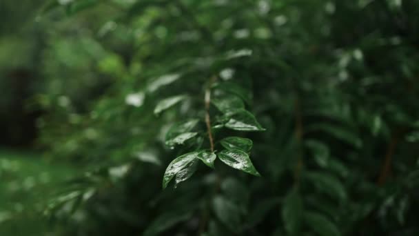 Regenschauer Dichten Wald Nahaufnahme Von Regenfällen Dschungel Wassertröpfchen Auf Grünen — Stockvideo