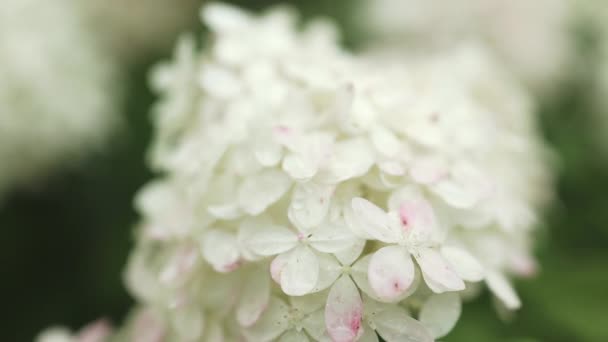 Bouquet Fleurs Hortensia Blanches Fleurissent Dans Jardin Matin Fond Vert — Video