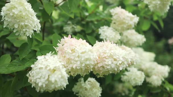 Bouquet Fleurs Hortensia Blanches Fleurissent Dans Jardin Matin Fond Vert — Video
