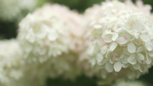 Sabah Bahçesinde Çiçek Açan Bir Buket Beyaz Ortanca Çiçeği Yeşil — Stok video