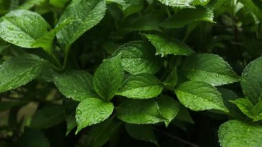 Yaz bahçesinde yeşil yaprakların üzerine yağmur damlaları. Yüksek kaliteli FullHD görüntüler