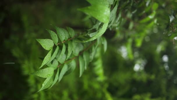濃い森の雨のシャワー ジャングルでの降雨の閉鎖 緑の葉に固定された水滴 熱帯林の雨の日 葉の木に雨が降る 木の葉に降る重い雨 — ストック動画