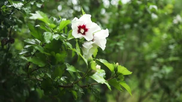 Hibiscus Syriacus Rosa Sharon Satén Blanco Con Ojo Rojo Follaje — Vídeo de stock