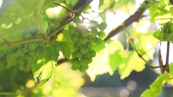 農場でブドウで栽培されている無種ブドウのバンチ 明るい日差しでブドウの白ブドウのクローズアップ グリーンブドウの束 庭のグレープフルーツ 風の遅い動きで振っている屋外 高品質で — ストック動画