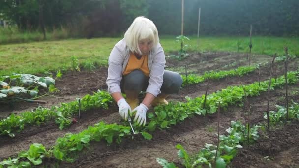 若い女性農夫は春に畑でレイクをしている 植える前に土壌を準備する 女性の手の揺れを閉じる 高品質の写真 — ストック動画