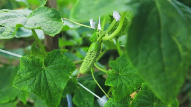 有机黄瓜种植 温室中新鲜绿色蔬菜成熟后的封闭状态 高质量的录像 — 图库视频影像