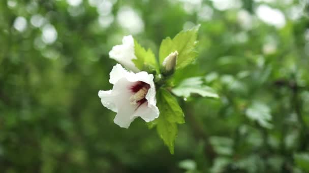 히비스커스 시리아누스 샤론의 매크로의 배경에 잎이있는 부드러운 아침에 물방울이나 이슬이있는 — 비디오