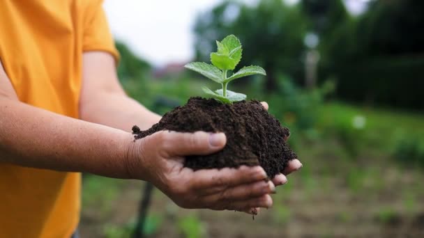 Cerca Mano Persona Que Sostiene Abundancia Tierra Con Planta Joven — Vídeos de Stock