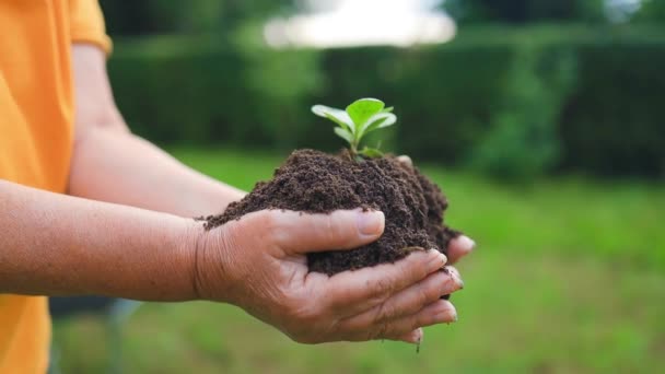 Cerca Mano Persona Que Sostiene Abundancia Tierra Con Planta Joven — Vídeos de Stock