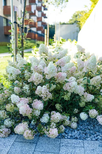 Bush White Abundantly Blooming Hydrangea Garden High Quality Photo — Stock Photo, Image