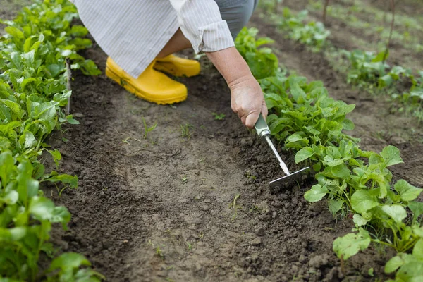 Wiosną Młoda Kobieta Farmerka Pracuje Grabiami Polu Przygotowanie Gleby Przed — Zdjęcie stockowe