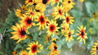 Sarı çiçekli rudbeckia laciniata ya da rudbeckia altın topu. Seçici odaklanma. Yüzeyin derinliği. Yüksek kaliteli FullHD görüntüler