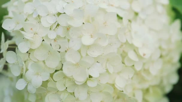 Bukiet Biały Kwiat Hortensji Kwiat Ogrodzie Rano Zielonym Tle Wysokiej — Wideo stockowe