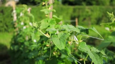 Sera salatalığının büyümesi ve çiçek açması. Çardaktaki çalı salatalığı. Salatalıklar dikey ekiliyor. Organik gıda yetiştiriyor. Salatalık hasadı. Yatakta salatalık yetişir.. 
