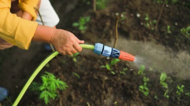Su hortumu ve sulama tesisi tutan kadın bahçıvan. Bahçede kız bahçıvanlığı. Ev yapımı organik gıda. Yerel bahçe temiz sebze üretir. Bahçıvanlık tarım kavramı. 