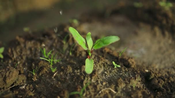 Damlaları Taze Filiz Hayatı Bereketli Topraklarda Filizlenen Tohum Çiftçi Suyu — Stok video