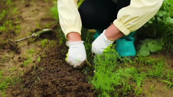 Wiosną Młoda Kobieta Farmerka Pracuje Grabiami Polu Przygotowanie Gleby Przed — Wideo stockowe