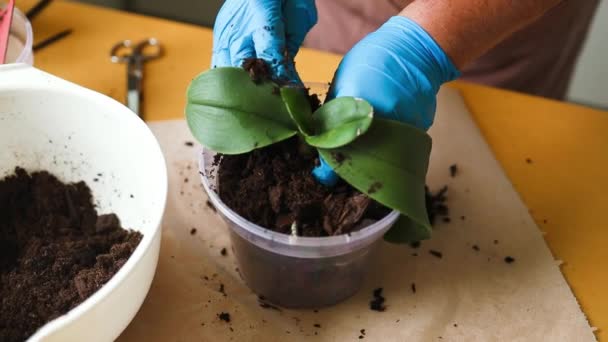Transplantace Pěstování Orchidejí Koncepce Zahradnictví Zahradnictví Zemědělství Zahradník Žena Výsadba — Stock video