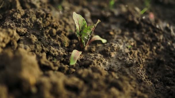 Sabah Vakti Verimli Topraklarda Yetişen Genç Bir Bitkiyi Sulayan Doğal — Stok video