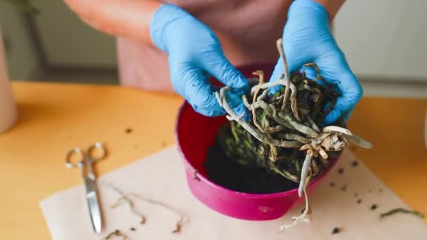 Mulher Jardineiro Regando Vaso Planta Após Transplante Vaso Novo Dentro — Vídeo de Stock