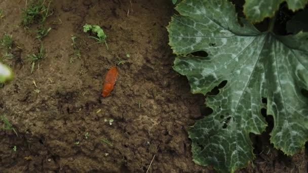 Mujer Agricultora Está Buscando Babosa Española Planta Calabaza Cama Elevada — Vídeos de Stock