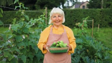 Çiftçi 50 'lerin yaşlı kadını bir serada salatalık topluyor. Çiftçi hasat yapıyor. Organik yetiştirme işine sahip bir aile. sera.