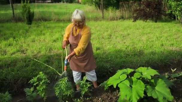 Verano Jardinero Riego Uniforme Con Manguera Una Planta Muelle Verde — Vídeos de Stock
