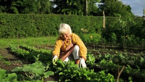 若い女性農夫は春に畑でレイクをしている 植える前に土壌を準備する 女性の手の揺れを閉じる 高品質の写真 — ストック動画