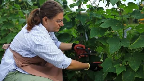 女性の庭師が庭で働き キュウリを育てています ガーデニング キュウリのコンセプトは成長しています 高品質のフルHd映像 — ストック動画