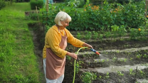 ウーマンガーデナーの農場労働者は 水ホースと灌漑用植物を所有しています ガーデンガーデニング オーガニック食品の栽培 地元の庭はきれいな野菜を生産しています ガーデニング農業の概念 — ストック動画