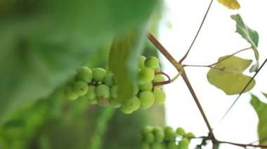 Bulanık yeşil üzüm bağıyla asılı bir demet beyaz üzüm. Arka planda asılı, bulanık yeşil üzüm bağları var.