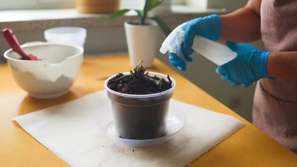 정원사 새로운 실내에 식물을 돌보는 식물의 성장하는 — 비디오