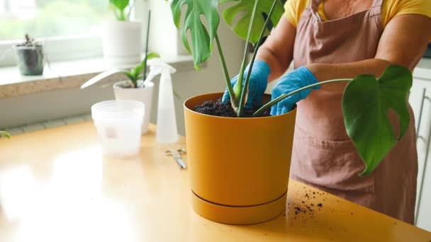 Mulher Jardineiro Regando Vaso Planta Após Transplante Vaso Novo Dentro — Vídeo de Stock
