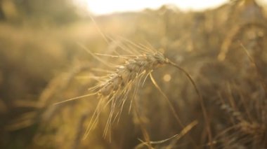 Buğday kulaklarını kapat, bir yaz günü buğday tarlasını. Hasat zamanı. Yüksek kaliteli FullHD görüntüler