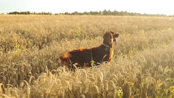 Irish Setter Dog Vildmarken Vid Solnedgången Lekfull Hundpromenad Längs Skymningsfältet — Stockvideo
