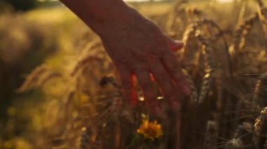Gün batımında buğday tarlasında yürüyen yaşlı çiftçi elleriyle buğday kulaklarına dokunuyor. tarım kavramı. Yüksek kaliteli FullHD görüntüler